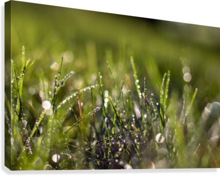 Dew Drops Canvas Print - Dew (429x344), Png Download