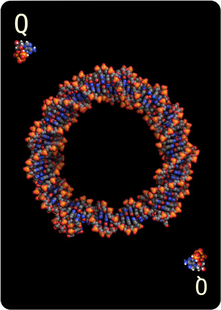 Queen Of Nucleotides - Circle (825x1125), Png Download