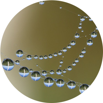 Drops Stacie Helps 2017 07 29t18 - Dew (485x427), Png Download