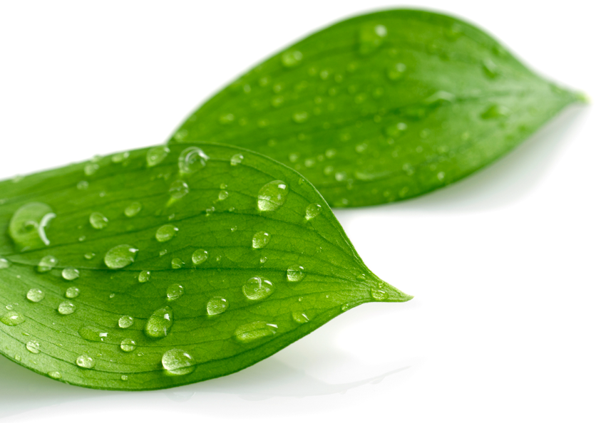 Case Study Greenvinyl - Leaves With Water Drops Transparent Png (836x594), Png Download