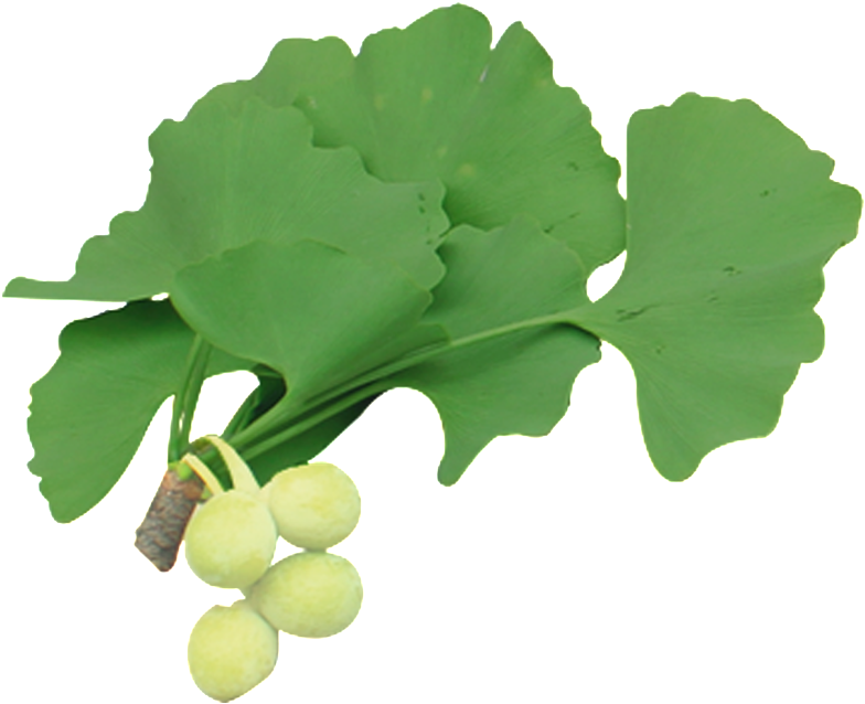 Free Ginkgo Ginkgo Ginkgo Fruit Banner Png - Maidenhair Tree (1024x1024), Png Download