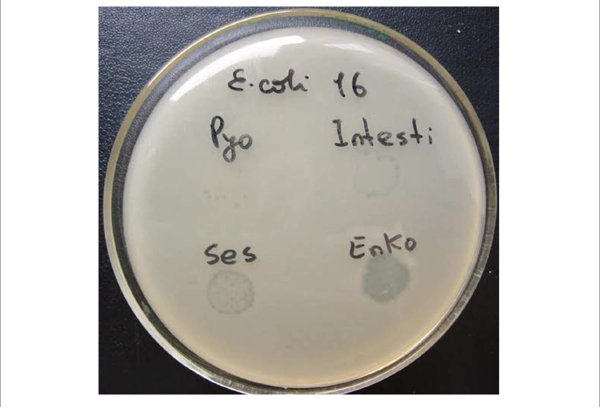 Plaque Metal Png - Bacteriophage (850x577), Png Download