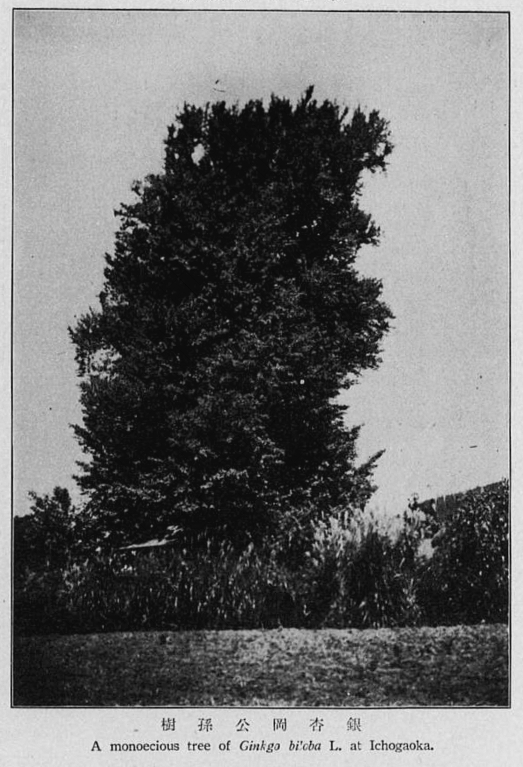 Ginkgo Biloba At Ichogaoka - Larch (1785x2621), Png Download