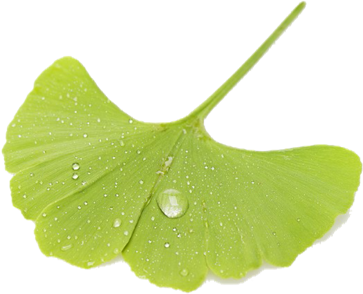 Therefore, If Sophora Pod And Flower Bud Are Used To - Dew (540x454), Png Download