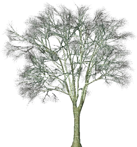 3d Trees - Ginkgo Biloba - Software (750x527), Png Download