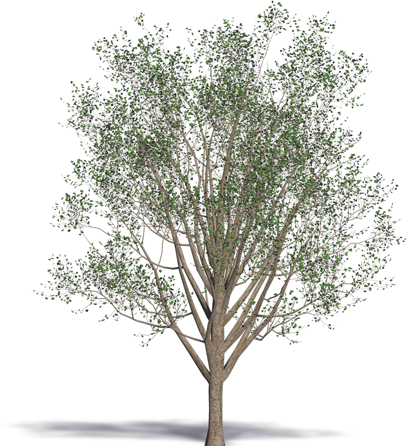 Maidenhair Tree (1000x1000), Png Download