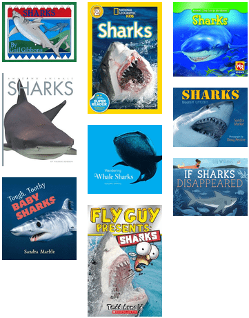 Sharks For Grades 1-3, From Multcolib My Librarian - National Geographic Readers Sharks Science Reader Level (436x506), Png Download