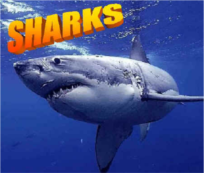 A Baby Shark Can Be Five Feet Long - Shark (1024x615), Png Download