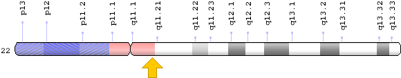 Related Information - Cecr1 Gene (620x200), Png Download