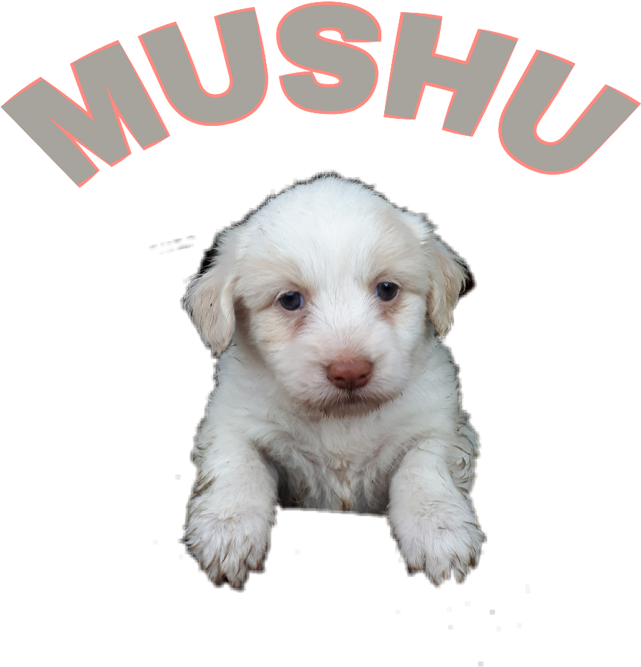 Report Abuse - Companion Dog (1024x1369), Png Download