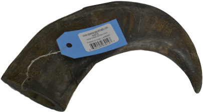 Water Buffalo (500x400), Png Download