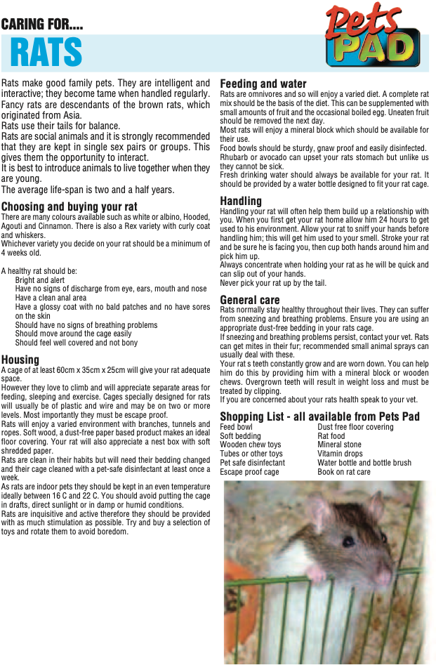 Golden Hamster (693x980), Png Download