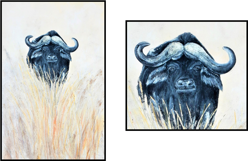 African Buffalo (970x567), Png Download