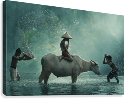 Water Buffalo Canvas Print - Photographie Thailande (429x344), Png Download