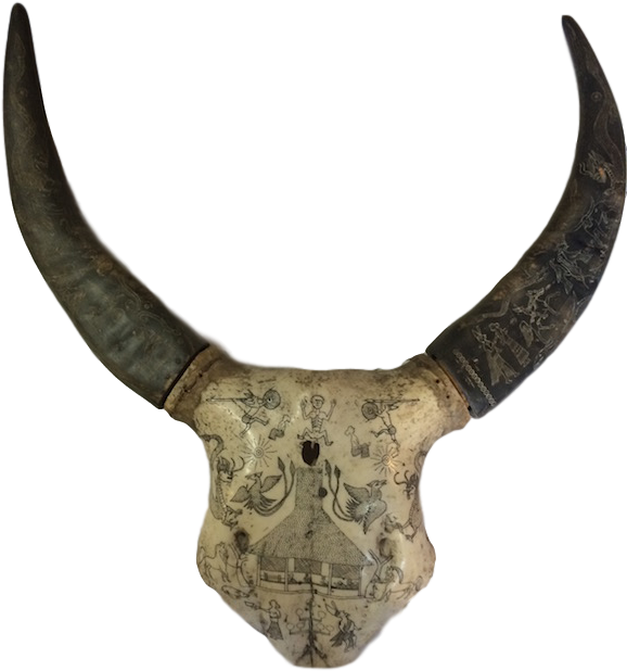 Sumba Water Buffalo Skull - Sumba (600x800), Png Download