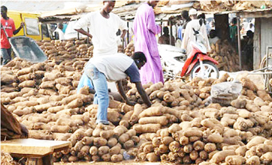 Yam (666x322), Png Download