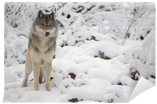 Wolf (400x400), Png Download