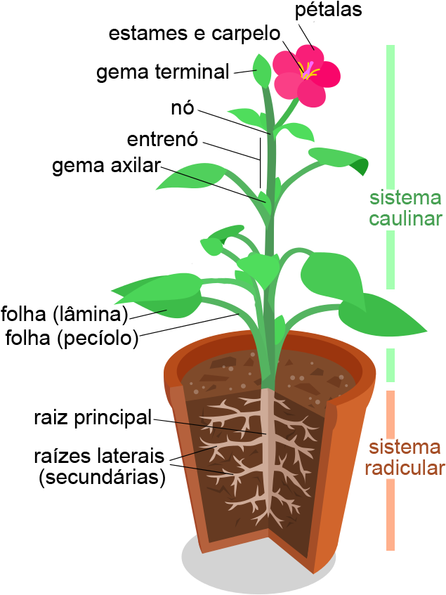 Morfologia Vegetal, Estruturas - Organ System In Plant (668x864), Png Download