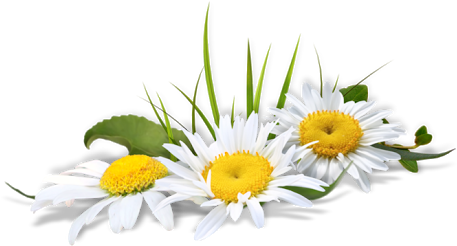 Flor - Ramo De Flores Em Png (550x345), Png Download
