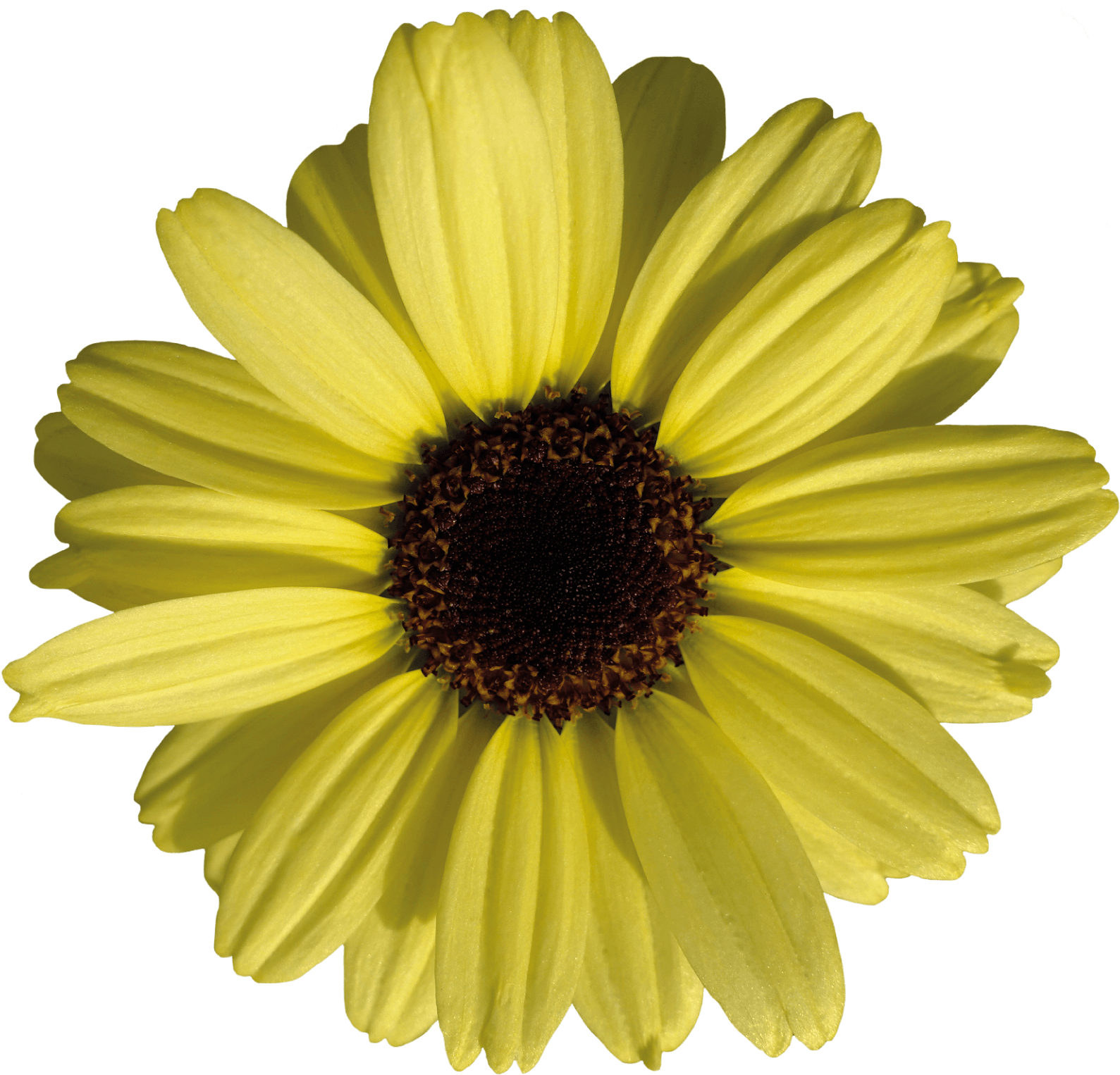 Click - Grandaisy Bakery (1840x2316), Png Download