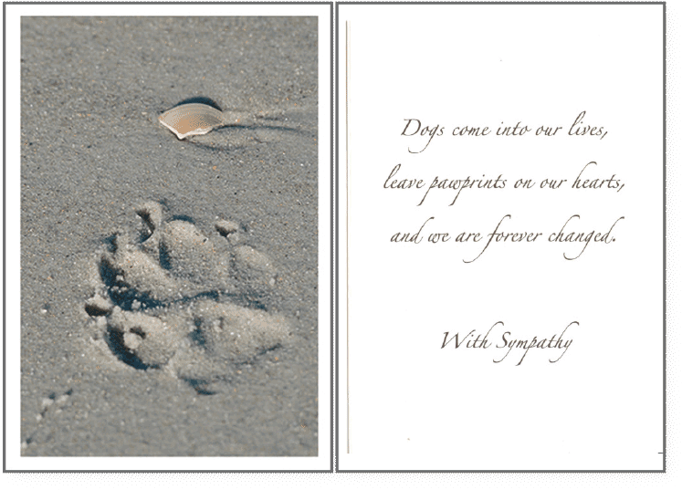 Paw Prints - Pet (800x600), Png Download