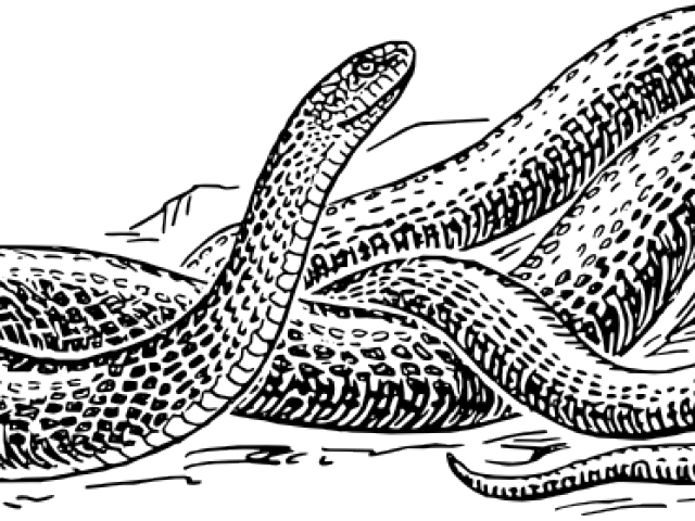 Snake Clipart Vector - Black And White Snake Drawing (640x480), Png Download