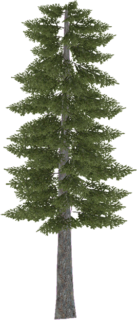 Douglasfir - Pinus Sylvestris Photoshop (700x695), Png Download