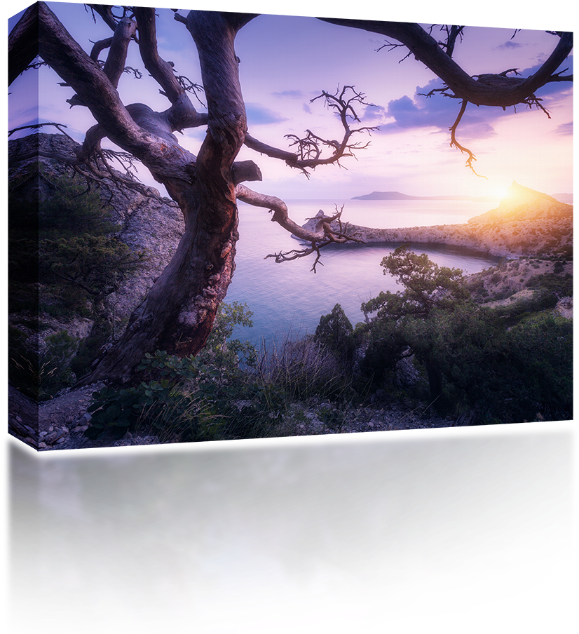 Crimean Mountain Tree - High-definition Television (1024x1024), Png Download