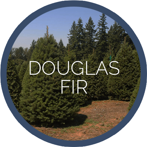 Pioneer Douglas Fir - Douglas Fir Tree Christmas Tree - 100 Seeds (500x500), Png Download