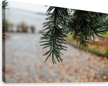 Raindrop On Douglas Fir Canvas Print - Artist (429x342), Png Download