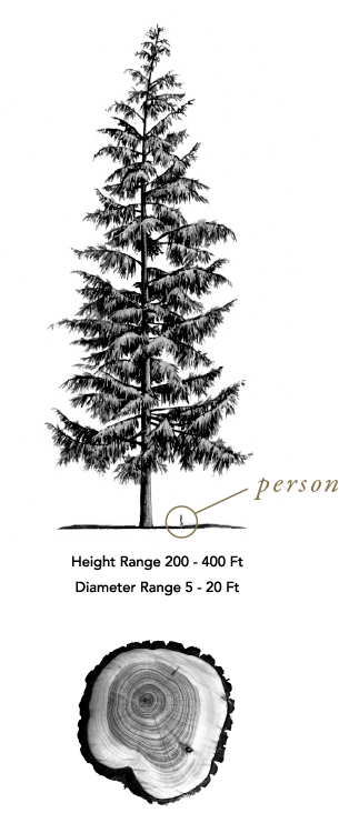 Fruit To Propagate, Using Only The Bare Necessities - Illustration Of Large Evergreen Tsuga Heterophylla (305x732), Png Download