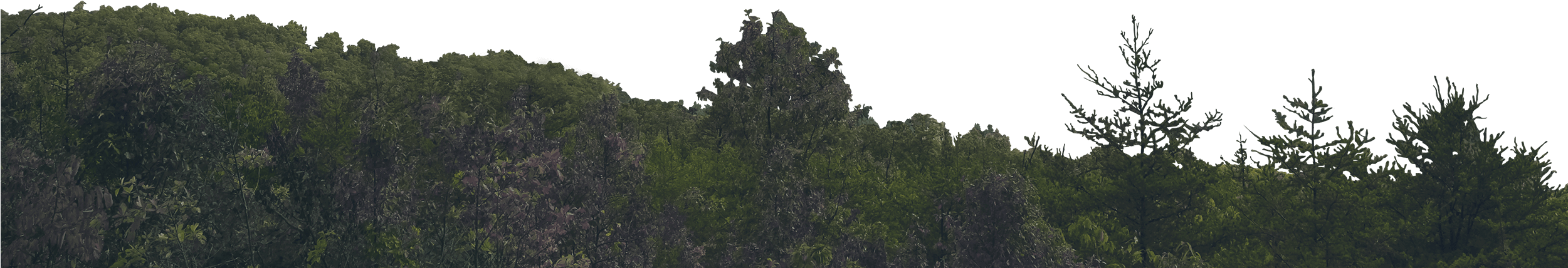 Watch Tower Skyline Skyline - Larch (2500x1406), Png Download