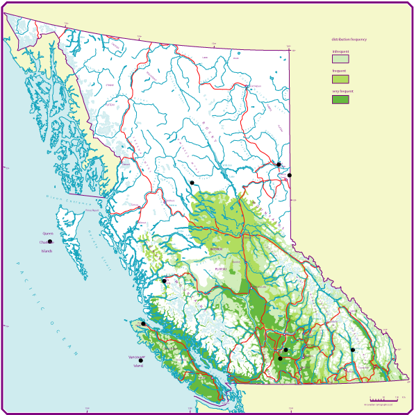 Bc Distribution Of Douglas Fir - Douglas Fir Range Bc (596x598), Png Download