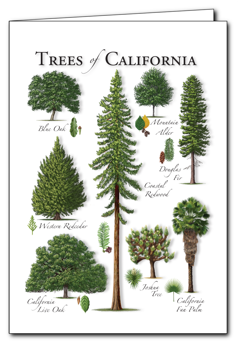 Trees - Lodgepole Pine (1200x1200), Png Download