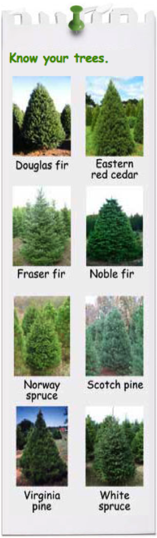 Know Your Trees - Douglas Fir Vs Fraser Fir (329x1078), Png Download