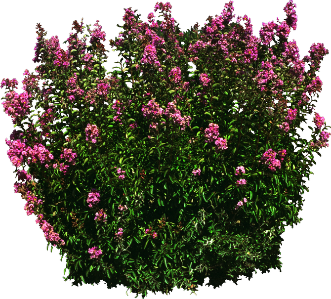 Shrub Png Download - Flower (670x605), Png Download