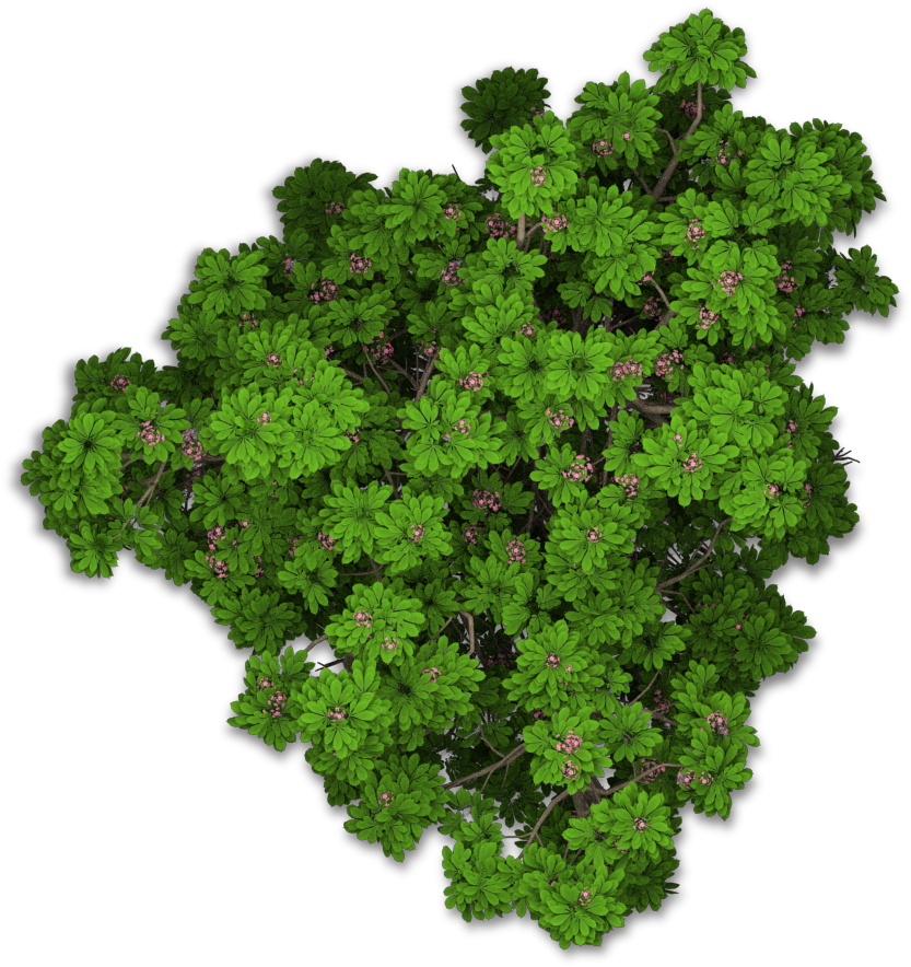 Www - Playcast - Ru - Bushes Png - Tree Png Top View (861x908), Png Download