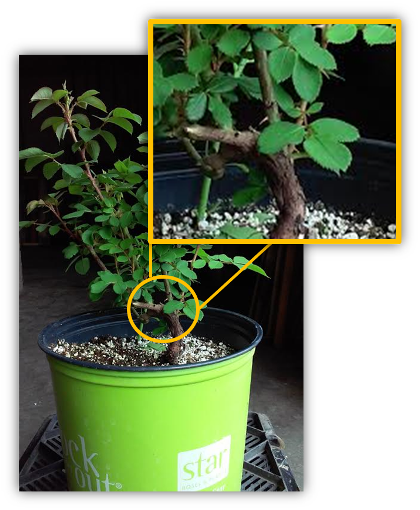 Rose With Own Roots - Houseplant (420x510), Png Download