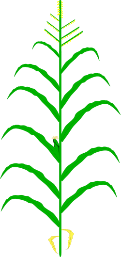 Thumbnail For Maize-mo17 (250x530), Png Download