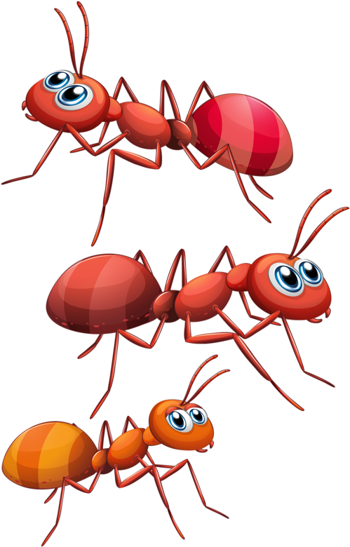 Ants Hormiga Dibujos, Animalitos Infantiles, Dibujos - 3 Hormigas Animados (519x800), Png Download