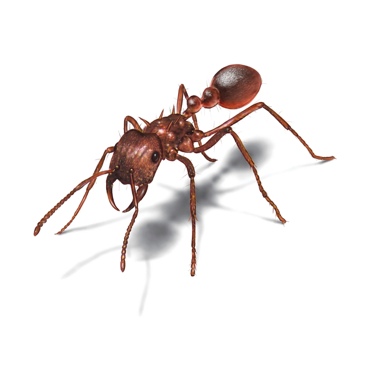 Hormiga - Ant Infographic (1181x1181), Png Download