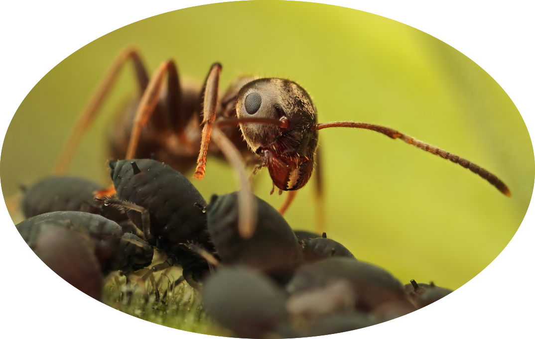 Hormiga Reina Png (1074x681), Png Download