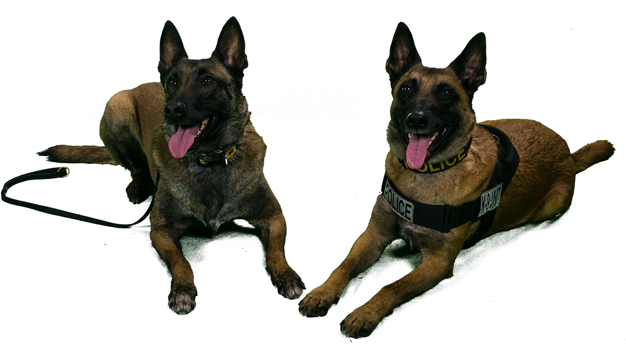 These Include But Are Not University Of Michigan Police - U-m Division Of Public Safety And Security (1271x691), Png Download
