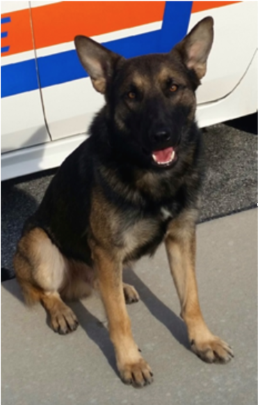 Port Orange Police Department K9 Dies - Port Orange Police Department (870x580), Png Download