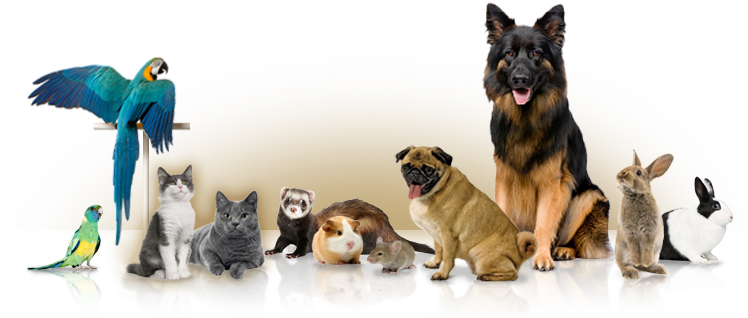 High-quality Dog Biscuits & Cookies Online In India - Macaws As Pets: Macaw Parrot Facts & Information, (752x329), Png Download