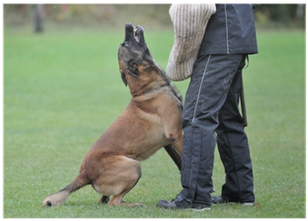 Police Dog (400x400), Png Download