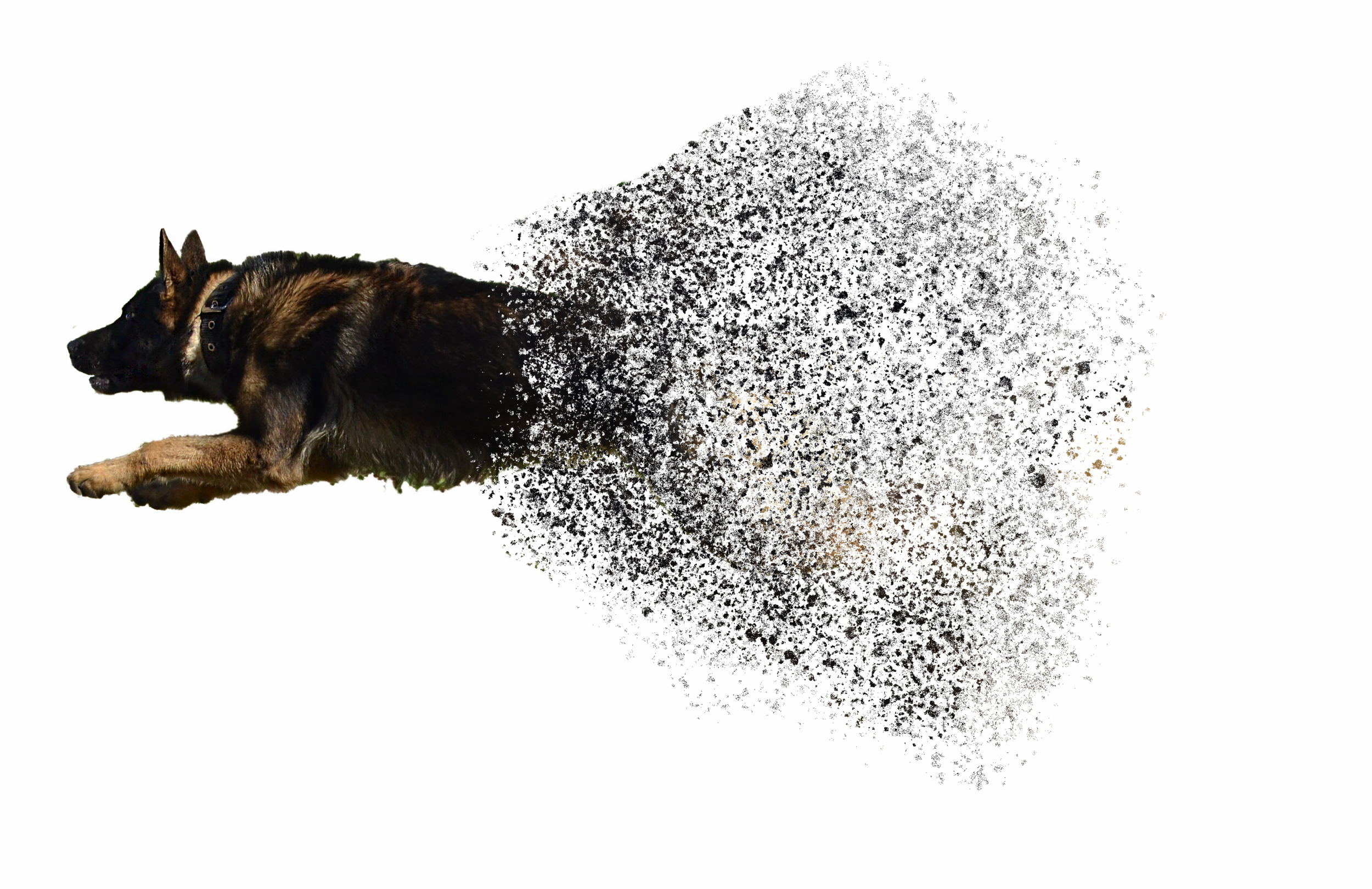 Canine Grooming (2500x1621), Png Download