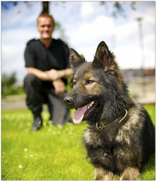 Pets2go A1 Best Universal Durable Vehicle Pet Barrier, (870x362), Png Download