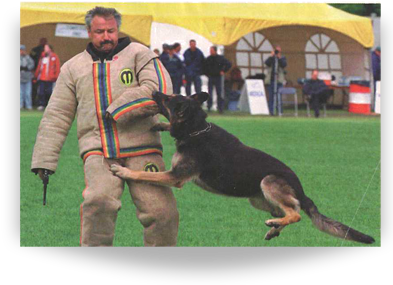 , Bringing It Up To Diensthundordnungprofung (dpo) - Old German Shepherd Dog (400x300), Png Download