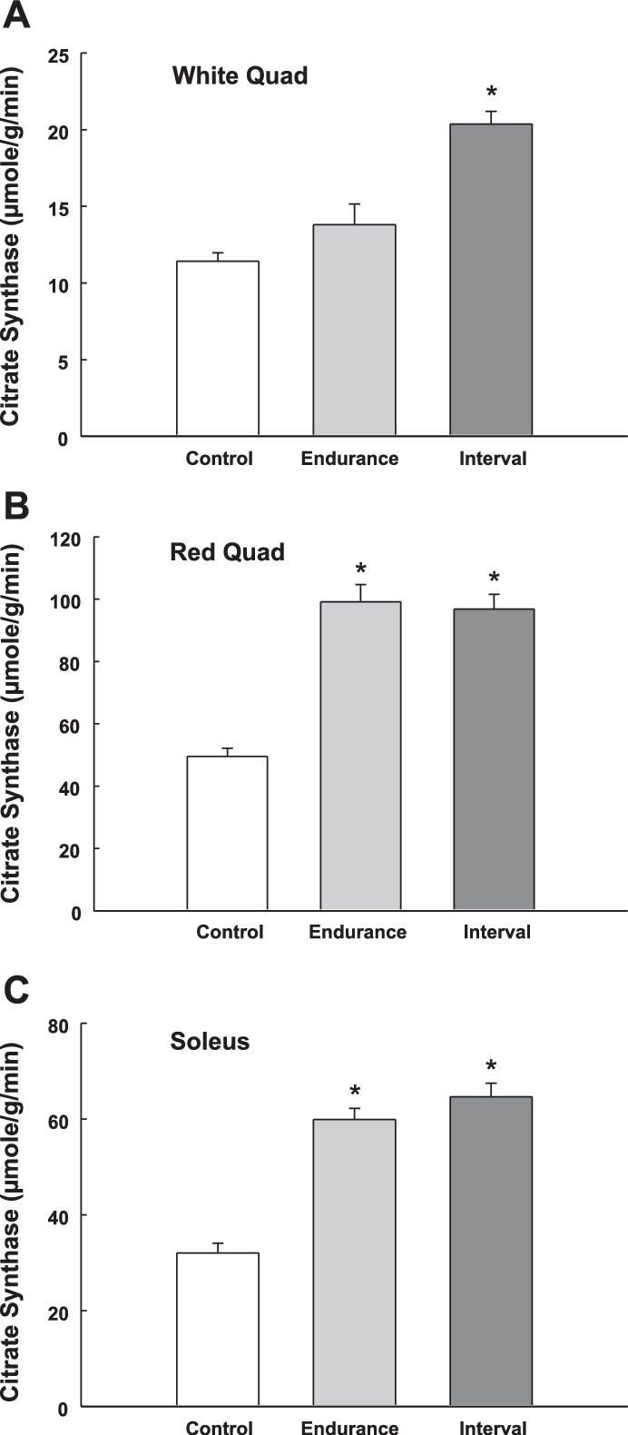 Citrate Synthase Activity In Rat White Quadriceps , - Citrate Synthase (692x1580), Png Download